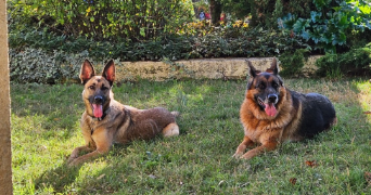 florence pet sitter à L ESCALE 04160_1