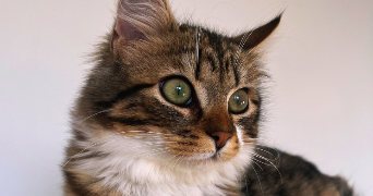 emilie pet sitter à ANGERS 49000_2