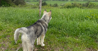 agathe pet sitter à Lyon 69009_3