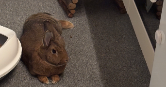 solène pet sitter à NOISY LE GRAND 93160_0