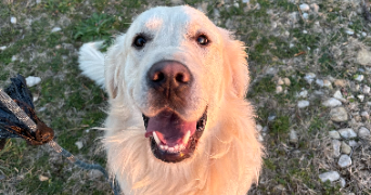 cloé pet sitter à BOUCHET 26790_1