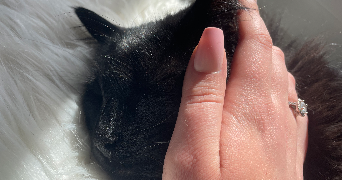 olivia pet sitter à LA TRONCHE 38700_0