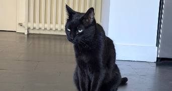 manon pet sitter à NOGENT SUR MARNE 94130_1