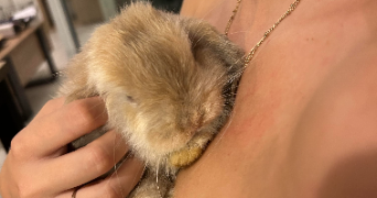 julia pet sitter à BOULOGNE BILLANCOURT 92100_4