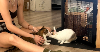 lea pet sitter à TOULOUSE 31400_1