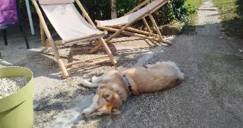 marie pet sitter à COULOMMIERS 77120
