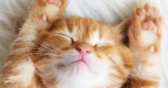 romane pet sitter à TREPAIL 51380