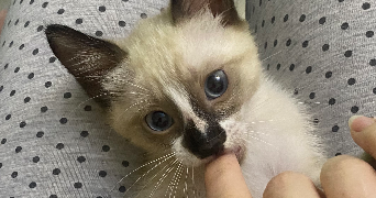 amani pet sitter à VENISSIEUX 69200_2