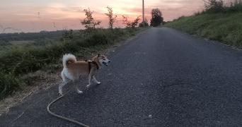 berangere pet sitter à SEBY 64410_5