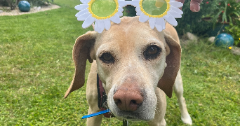 célia pet sitter à NORT SUR ERDRE 44390_3