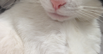 assiatou pet sitter à NANTERRE 92000_0