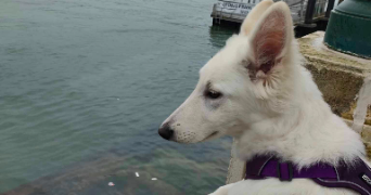 erick pet sitter à VERTOU 44120_2