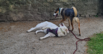 julie pet sitter à DINAN 22100_0