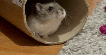 claude pet sitter à BRUMATH 67170_1