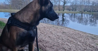 maellane pet sitter à BERNAY 27300_3