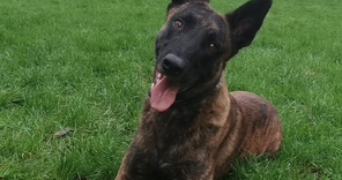 athéna pet sitter à NANTES 44100_1