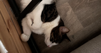 savannah pet sitter à PEYMEINADE 06530_3