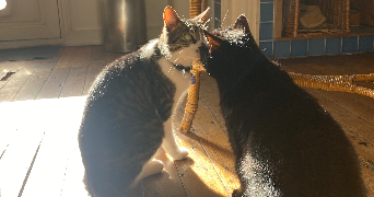 jeanne cat sitter à PARIS 05 75005_4