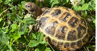 leyla pet sitter à PRUNAY EN YVELINES 78660_1