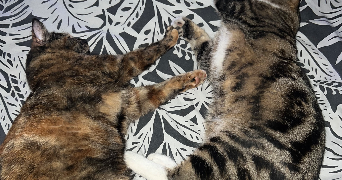 margaux pet sitter à CRAVENT 78270_1