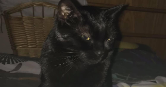 Linda pet sitter à Varangéville 54110_2