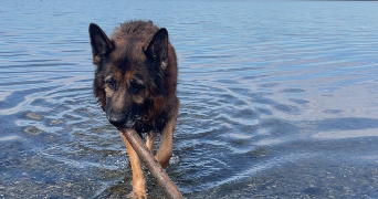 angelique pet sitter à ARGELES SUR MER 66700_1