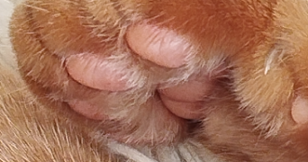 aurore pet sitter à HOUILLES 78800_0