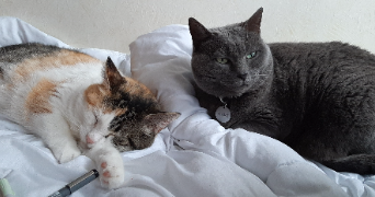 ana pet sitter à RENNES 35200_4