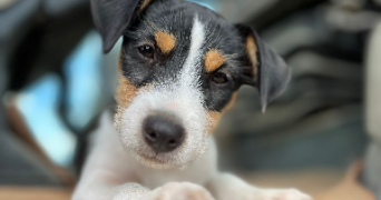 yvelise pet sitter à VANVILLE 77370_2