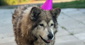 anais pet sitter à Clohars Carnoët 29360_4