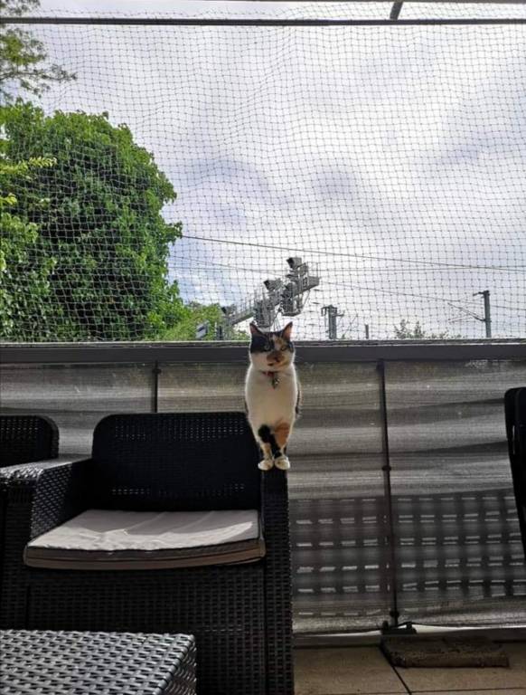 marjorie cat sitter à Saint-Ouen-l'Aumône 95310_3