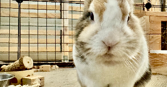 manon pet sitter à ST DIZIER 52100_1