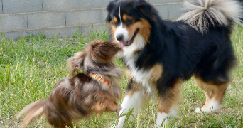 maxime pet sitter à NIMES 30000_5