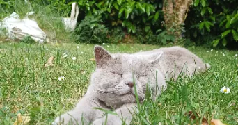 elise pet sitter à MAUREPAS 78310
