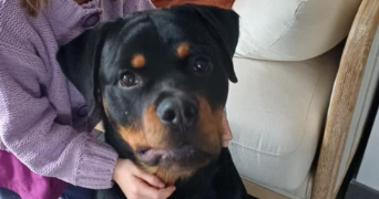 laura pet sitter à LOUDEAC 22600_4