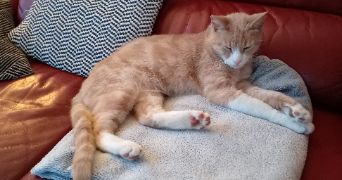 valérie cat sitter à HAZEBROUCK 59190_0