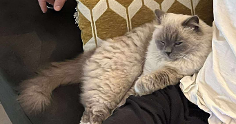 florine pet sitter à BORDEAUX 33000_2