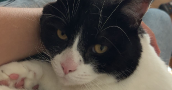 anaïs pet sitter à LYON 08 69008_4