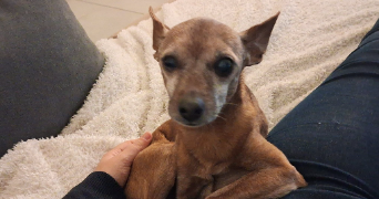 sandra pet sitter à GUJAN MESTRAS 33470_0