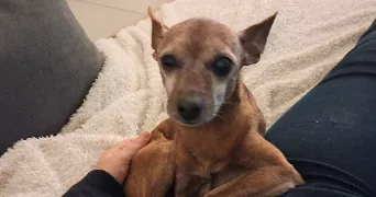 sandra pet sitter à GUJAN MESTRAS 33470