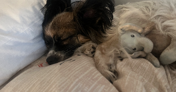 clemence pet sitter à BOUFFEMONT 95570_2