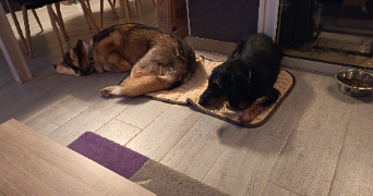 delphine  pet sitter à Vaux-les-Prés 25770_4