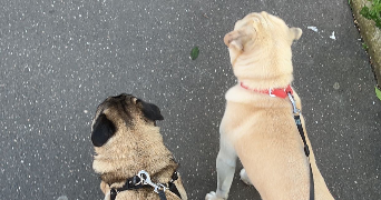 lena pet sitter à AMIENS 80000_2