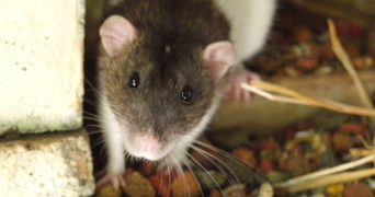 astrid pet sitter à BEAUVAIS 60000_9