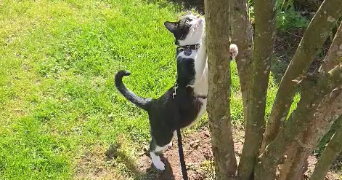 océane pet sitter à FORGES LES EAUX 76440_5