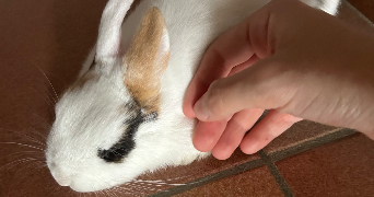 anaïs pet sitter à RAMONVILLE ST AGNE 31520_1