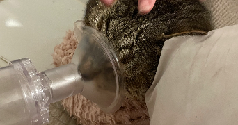 axelle pet sitter à RABASTENS 81800_3