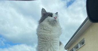 romane pet sitter à Sorbiers 42290_5