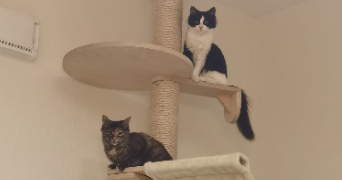 océane pet sitter à BRON 69500_3