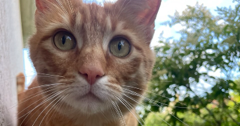 mila pet sitter à LYON 07 69007_2